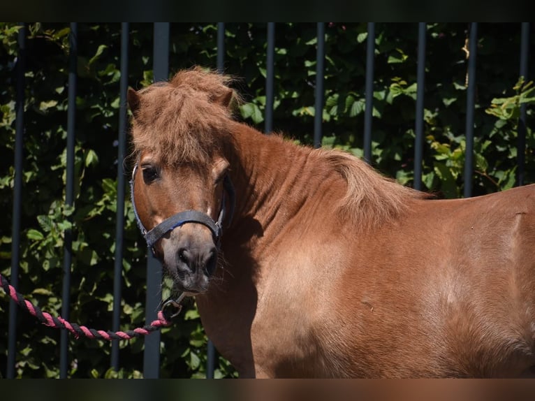 Shetland Ponys Wallach 16 Jahre Fuchs in Achtmaal