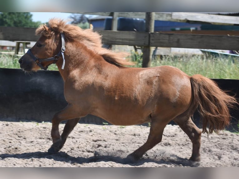 Shetland Ponys Wallach 16 Jahre Fuchs in Achtmaal
