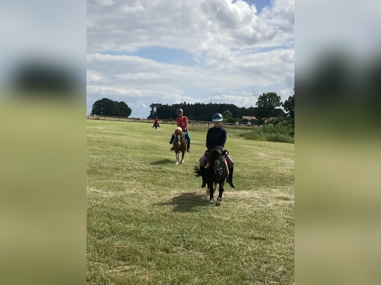Shetland Ponys Wallach 17 Jahre 100 cm Schecke in D&#xF6;tlingen
