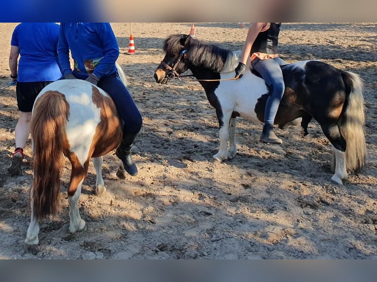 Shetland Ponys Wallach 17 Jahre 100 cm Schecke in D&#xF6;tlingen