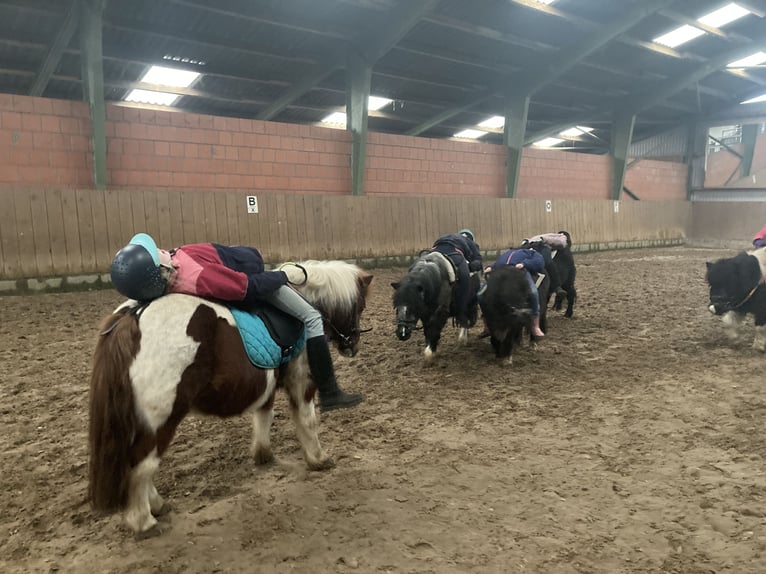Shetland Ponys Wallach 17 Jahre 100 cm Schecke in D&#xF6;tlingen