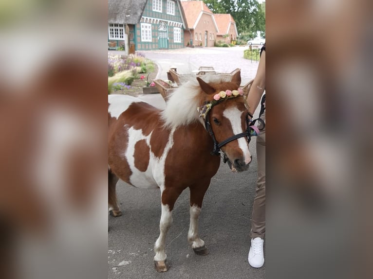Shetland Ponys Wallach 17 Jahre 100 cm Schecke in D&#xF6;tlingen