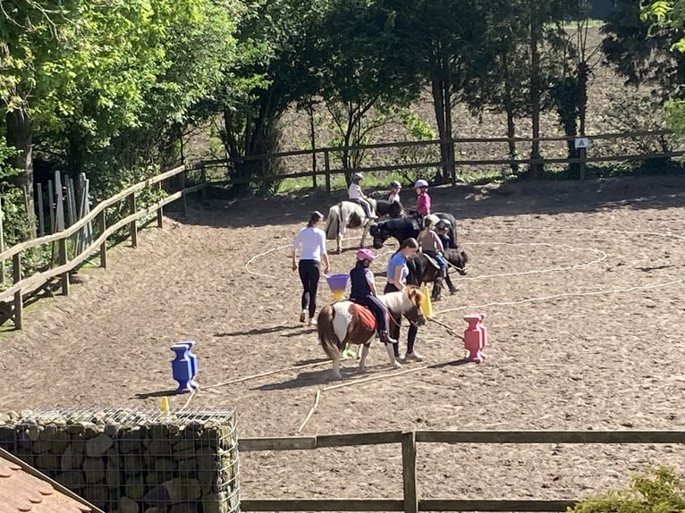 Shetland Ponys Wallach 17 Jahre 100 cm Schecke in D&#xF6;tlingen