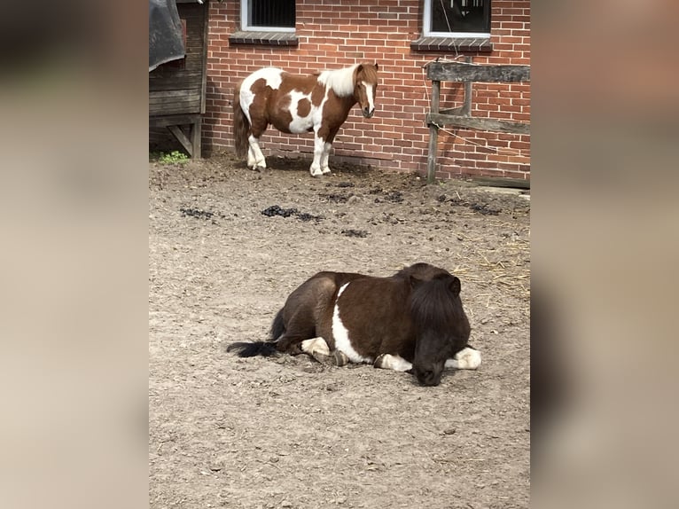 Shetland Ponys Wallach 17 Jahre 100 cm Schecke in D&#xF6;tlingen