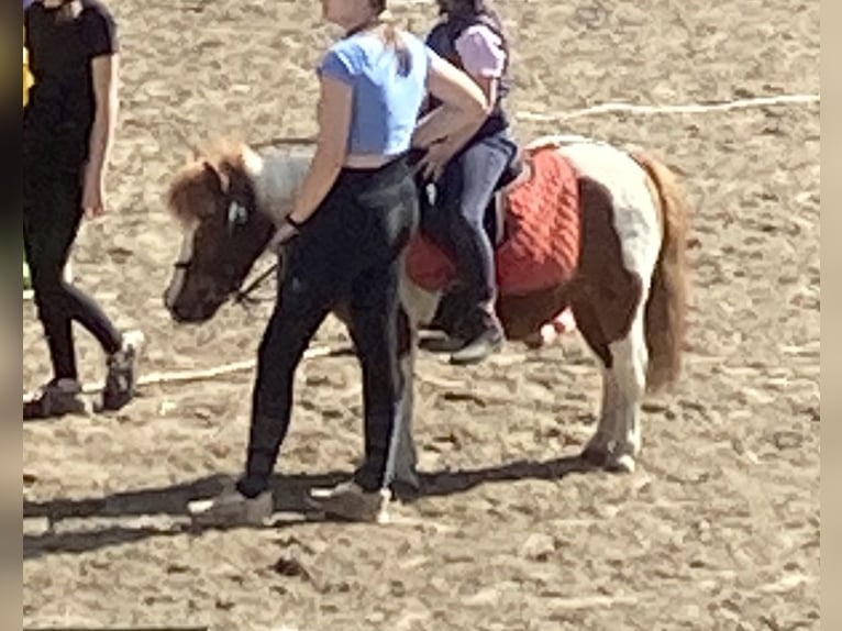 Shetland Ponys Wallach 17 Jahre 100 cm Schecke in D&#xF6;tlingen