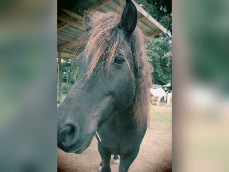 Shetland Ponys Wallach 17 Jahre 106 cm Rappe in N&#xFC;mbrecht