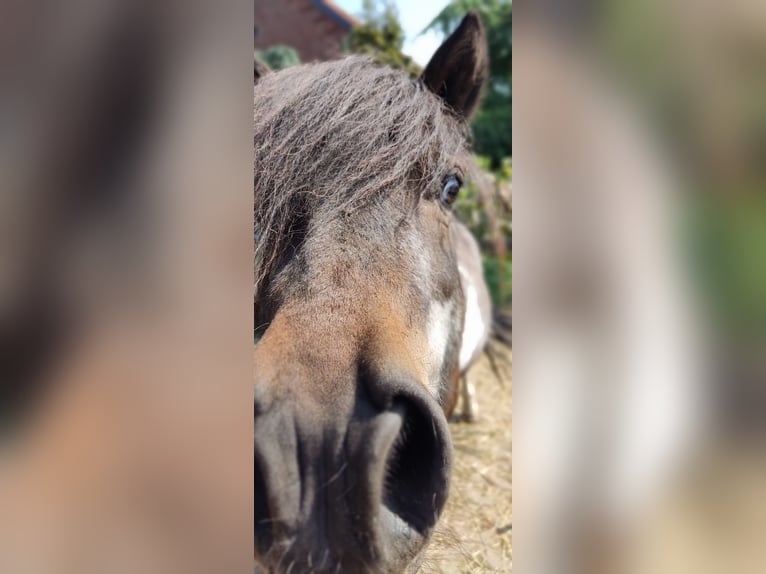Shetland Ponys Wallach 17 Jahre 110 cm Schecke in Vahlberg