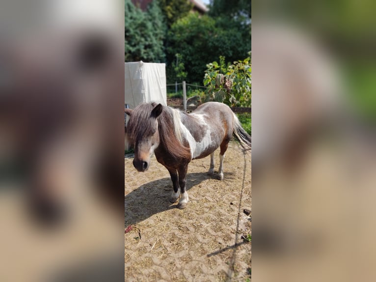 Shetland Ponys Wallach 17 Jahre 110 cm Schecke in Vahlberg