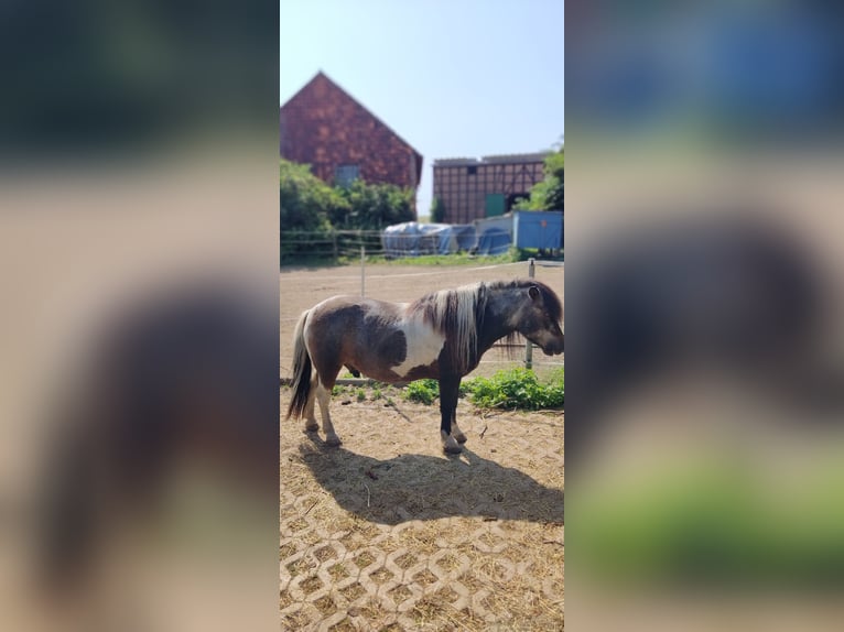Shetland Ponys Wallach 17 Jahre 110 cm Schecke in Vahlberg