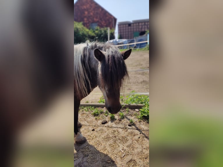 Shetland Ponys Wallach 17 Jahre 110 cm Schecke in Vahlberg