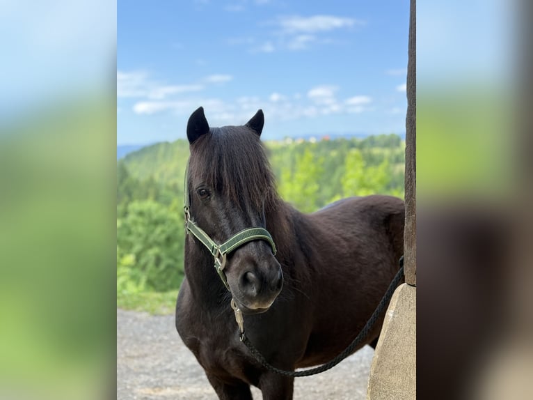 Shetland Ponys Wallach 17 Jahre 111 cm Rappe in Gratwein-Straßengel