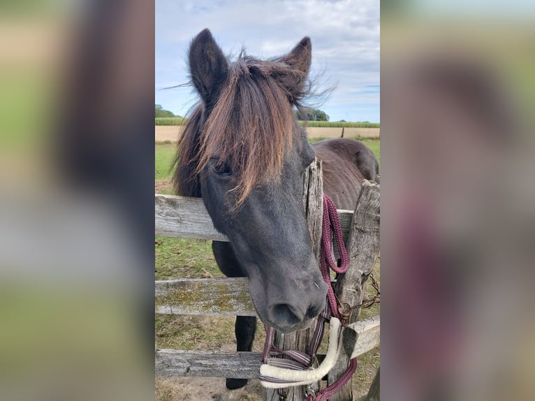 Shetland Ponys Mix Wallach 17 Jahre 113 cm Rappe in Halvesbostel