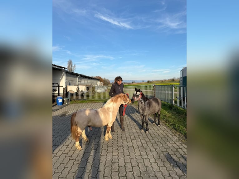 Shetland Ponys Wallach 17 Jahre 90 cm Schecke in Kappelen