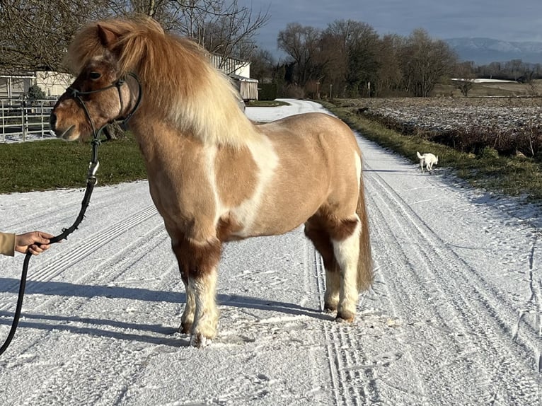 Shetland Ponys Wallach 17 Jahre 90 cm Schecke in Kappelen