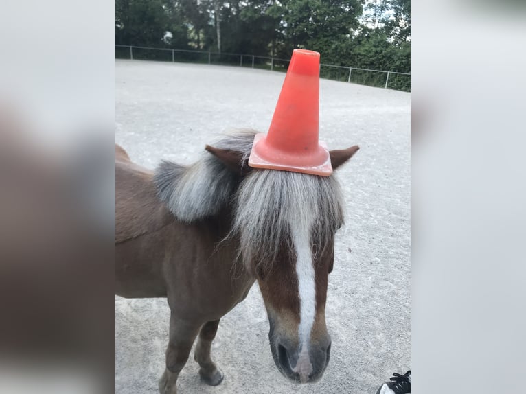 Shetland Ponys Mix Wallach 17 Jahre 99 cm Fuchs in Dürnau