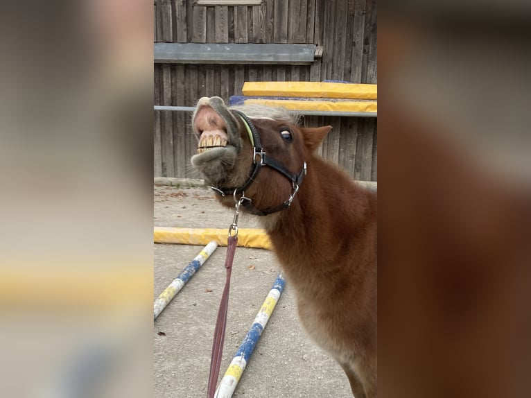 Shetland Ponys Mix Wallach 17 Jahre 99 cm Fuchs in Dürnau