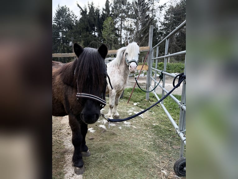 Shetland Ponys Wallach 17 Jahre  in Breitenfurt bei Wien