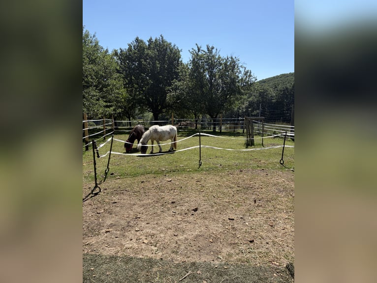 Shetland Ponys Wallach 17 Jahre  in Breitenfurt bei Wien