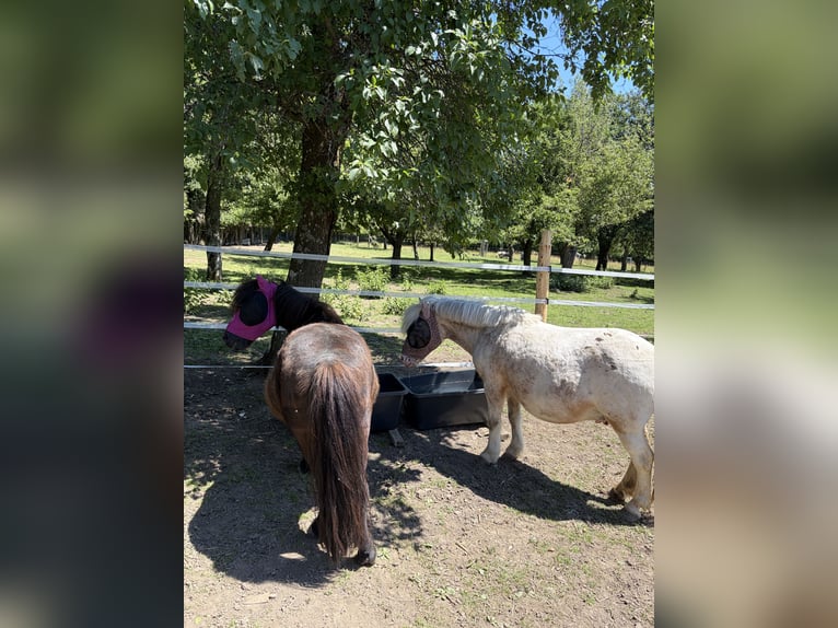 Shetland Ponys Wallach 17 Jahre  in Breitenfurt bei Wien