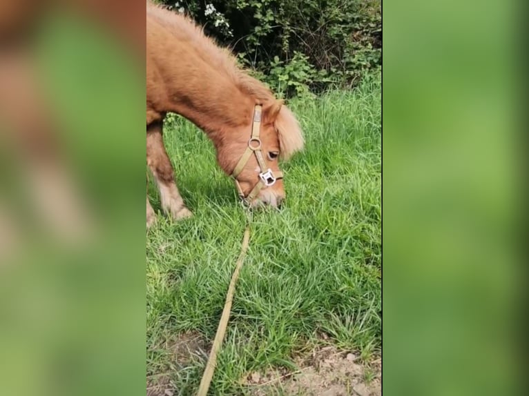 Shetland Ponys Wallach 18 Jahre 100 cm Fuchs in Droy&#xDF;ig
