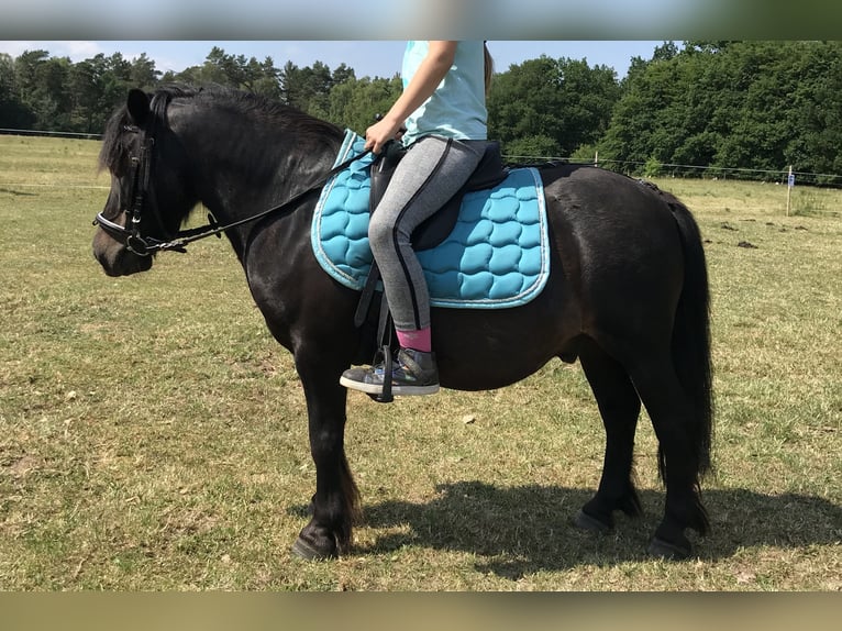 Shetland Ponys Wallach 18 Jahre 105 cm Schwarzbrauner in Buxtehude
