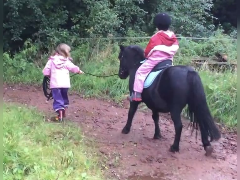 Shetland Ponys Wallach 18 Jahre 105 cm Schwarzbrauner in Buxtehude