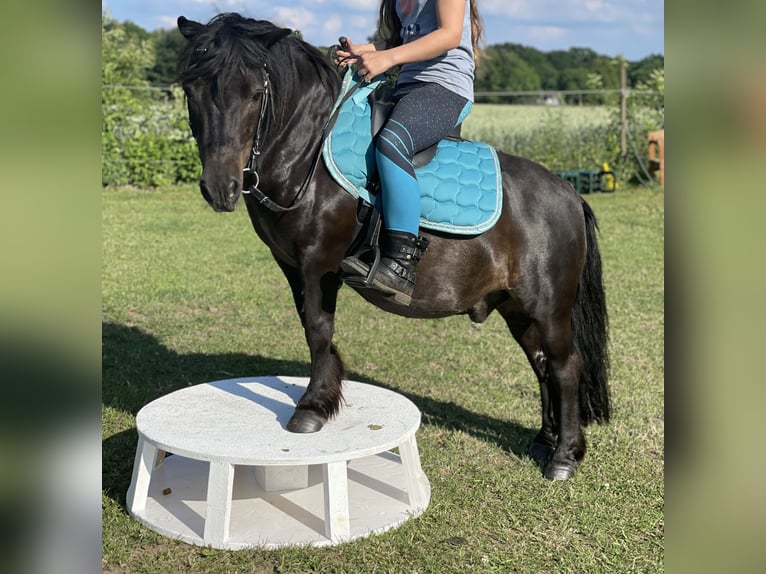 Shetland Ponys Wallach 18 Jahre 105 cm Schwarzbrauner in Buxtehude