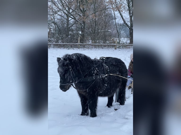 Shetland Ponys Wallach 18 Jahre 105 cm Schwarzbrauner in Buxtehude