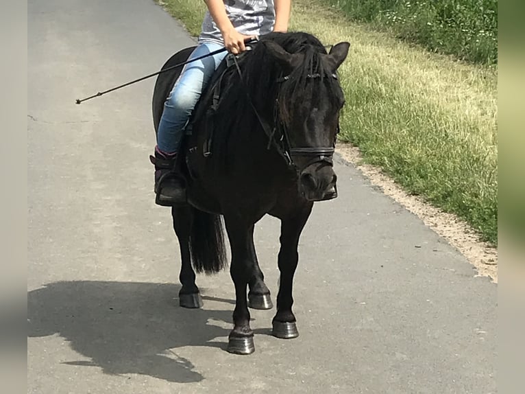 Shetland Ponys Wallach 18 Jahre 105 cm Schwarzbrauner in Buxtehude