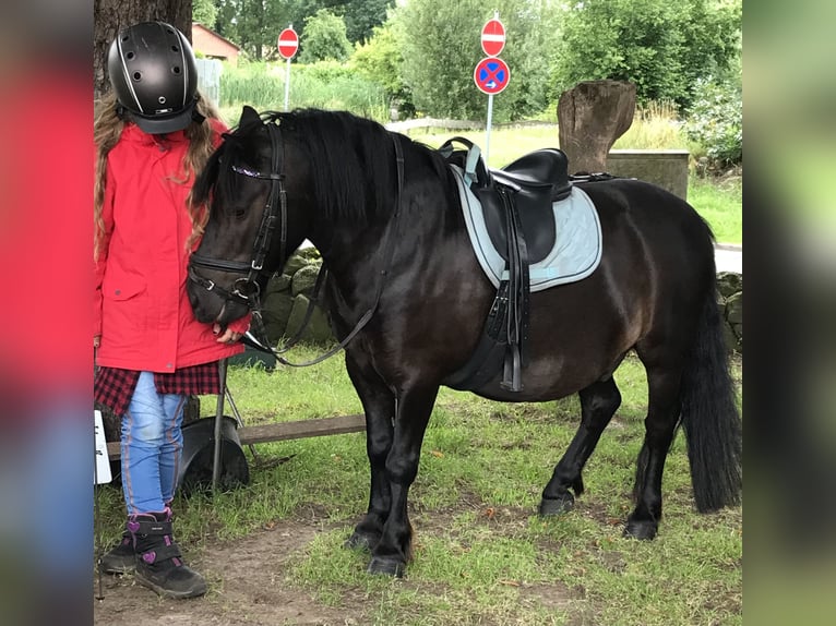 Shetland Ponys Wallach 18 Jahre 105 cm Schwarzbrauner in Buxtehude