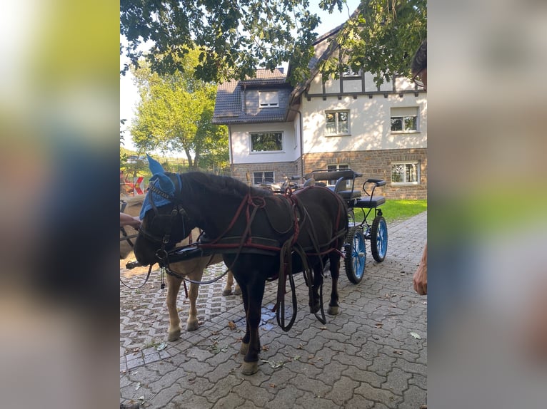 Shetland Ponys Wallach 18 Jahre 106 cm Rappe in N&#xFC;mbrecht