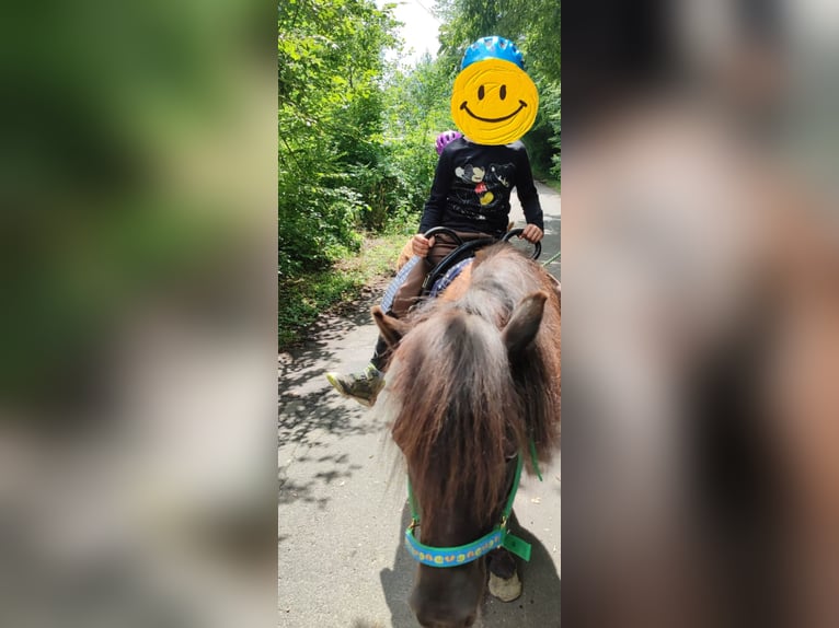Shetland Ponys Wallach 18 Jahre 106 cm Rappe in N&#xFC;mbrecht