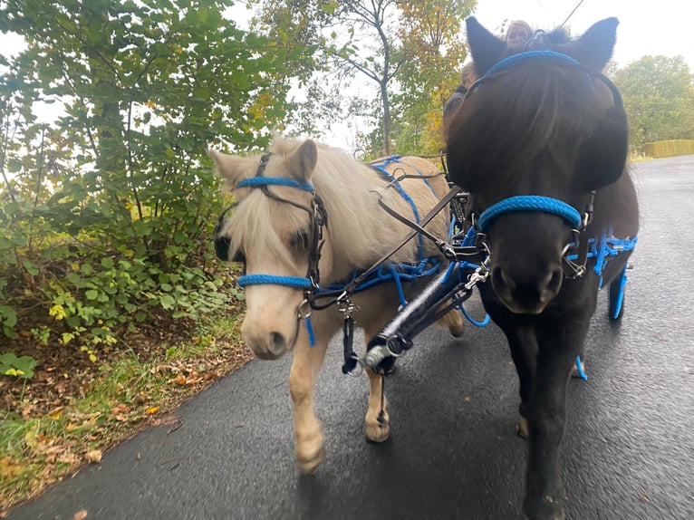 Shetland Ponys Wallach 18 Jahre 106 cm Rappe in N&#xFC;mbrecht