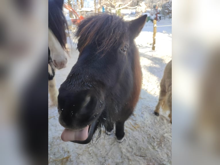 Shetland Ponys Wallach 18 Jahre 106 cm Rappe in N&#xFC;mbrecht