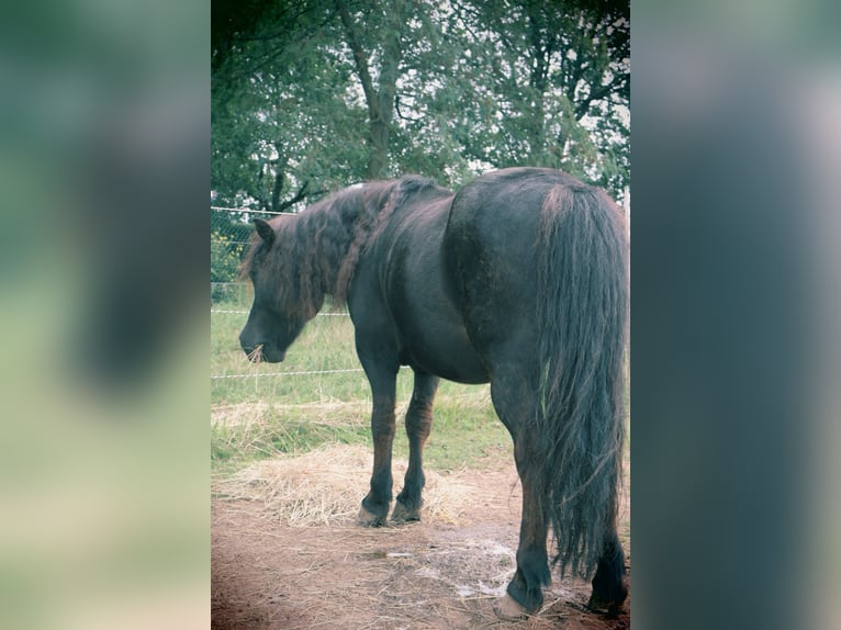 Shetland Ponys Wallach 18 Jahre 106 cm Rappe in N&#xFC;mbrecht