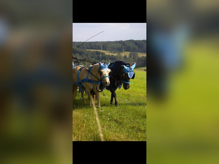 Shetland Ponys Wallach 18 Jahre 106 cm Rappe in N&#xFC;mbrecht