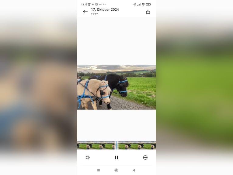Shetland Ponys Wallach 18 Jahre 106 cm Rappe in N&#xFC;mbrecht