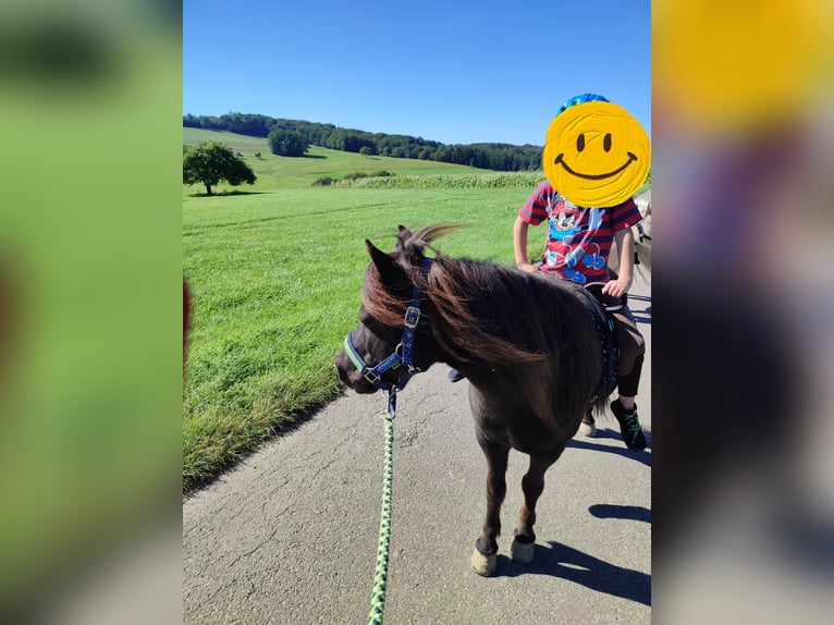 Shetland Ponys Wallach 18 Jahre 106 cm Rappe in N&#xFC;mbrecht