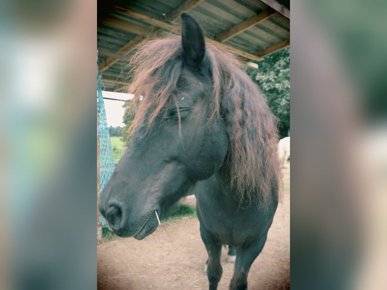 Shetland Ponys Wallach 18 Jahre 106 cm Rappe in N&#xFC;mbrecht