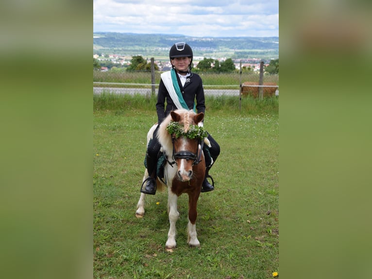 Shetland Ponys Wallach 18 Jahre 110 cm Schecke in Bad Wurzach