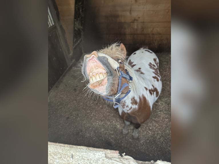 Shetland Ponys Wallach 18 Jahre 110 cm Schecke in Bad Wurzach
