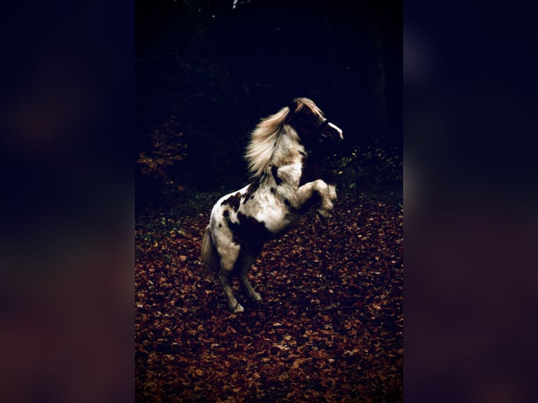 Shetland Ponys Wallach 18 Jahre 110 cm Schecke in Bad Wurzach