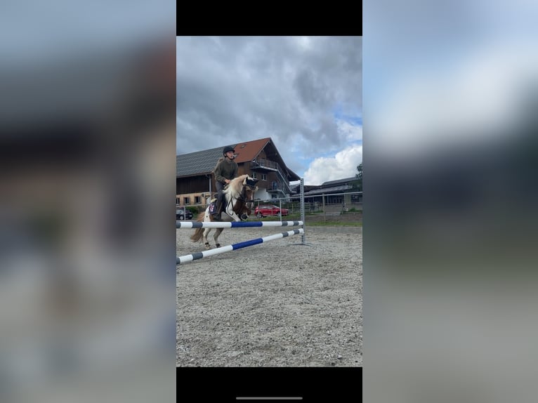 Shetland Ponys Wallach 18 Jahre 110 cm Schecke in Bad Wurzach