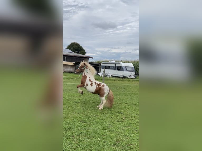 Shetland Ponys Wallach 18 Jahre 110 cm Schecke in Bad Wurzach