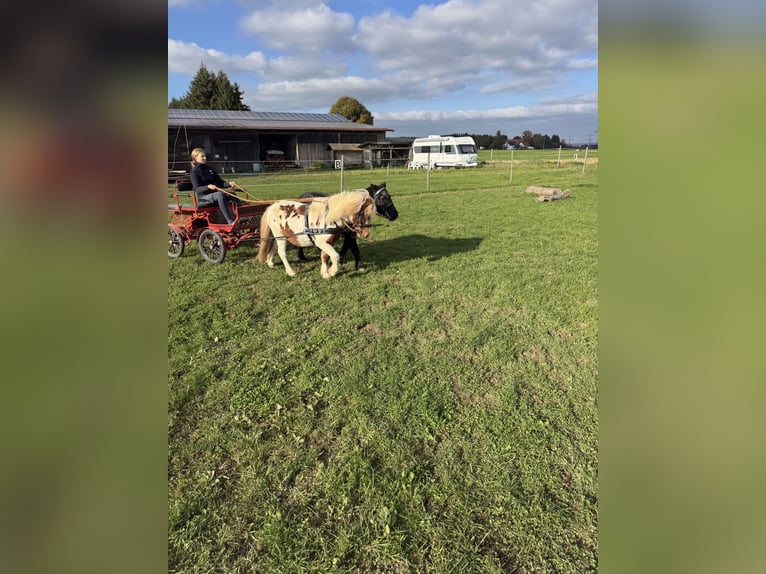 Shetland Ponys Wallach 18 Jahre 110 cm Schecke in Bad Wurzach