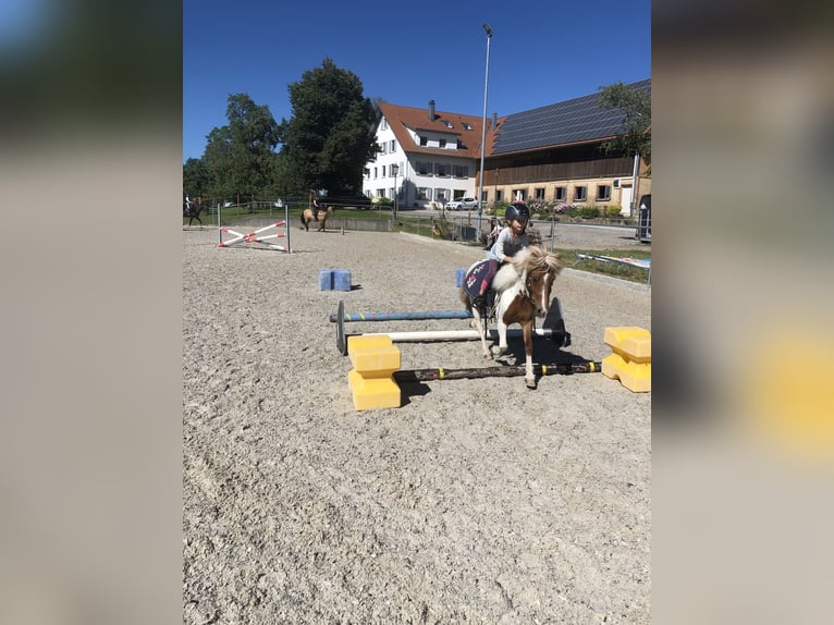 Shetland Ponys Wallach 18 Jahre 110 cm Schecke in Bad Wurzach