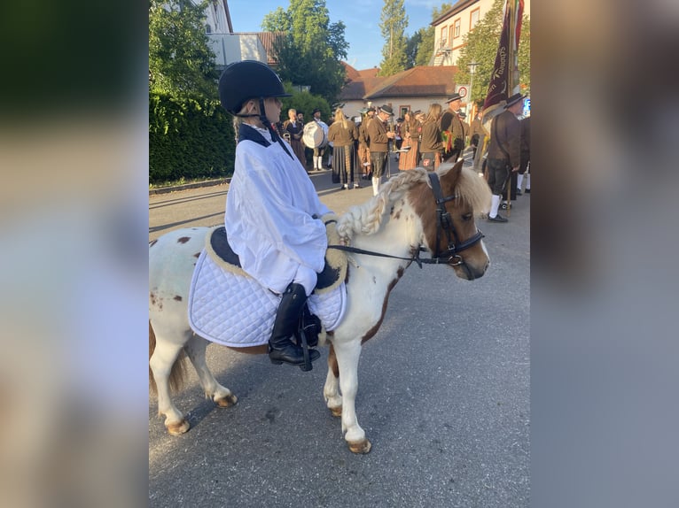 Shetland Ponys Wallach 18 Jahre 110 cm Schecke in Bad Wurzach