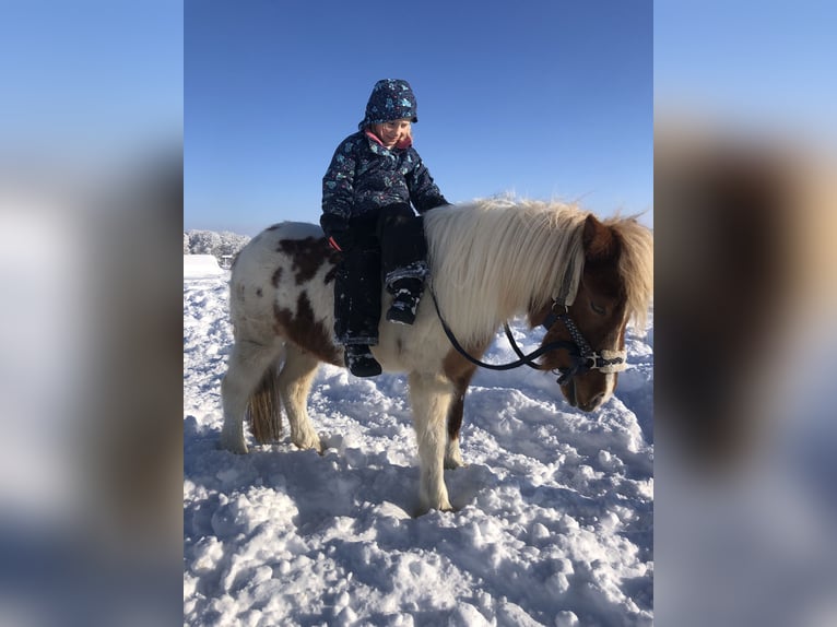 Shetland Ponys Wallach 18 Jahre 110 cm Schecke in Bad Wurzach