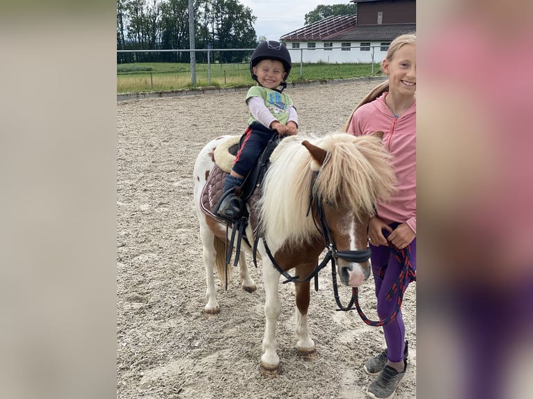 Shetland Ponys Wallach 18 Jahre 110 cm Schecke in Bad Wurzach