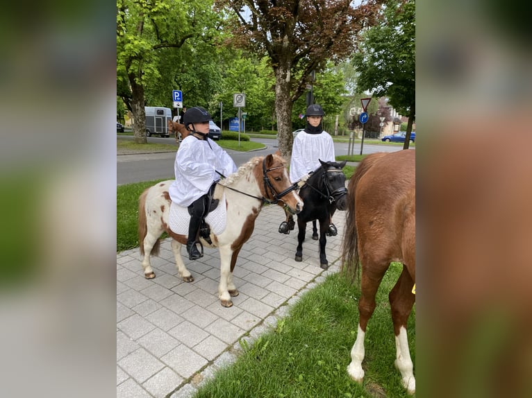 Shetland Ponys Wallach 18 Jahre 110 cm Schecke in Bad Wurzach